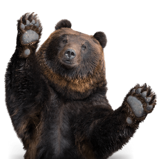 Image - Bear