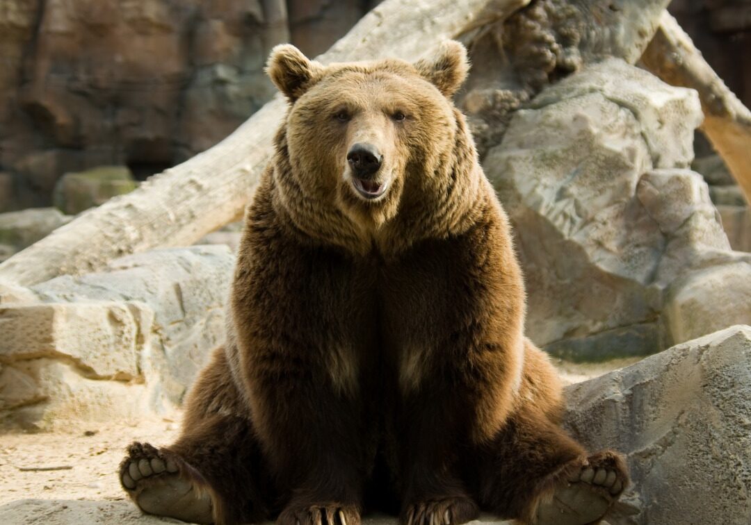 Image - Bear 2